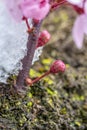 Close shot of a bud Japanese flowering cherry in Austria Royalty Free Stock Photo