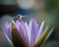 close shot of Bumble Bee at work gathering nectar from a water lily Royalty Free Stock Photo