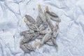 close shot of the bundle of plaster bagworm nestle. Royalty Free Stock Photo