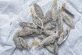 close shot of the bundle of plaster bagworm nestle. Royalty Free Stock Photo