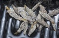 close shot of the bundle of plaster bagworm nestle. Royalty Free Stock Photo
