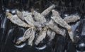 close shot of the bundle of plaster bagworm nestle. Royalty Free Stock Photo