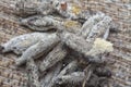close shot of the bundle of plaster bagworm nestle. Royalty Free Stock Photo