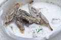 Close shot of the Tinea Pellionella larvae Royalty Free Stock Photo