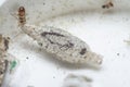 Close shot of the Tinea Pellionella larvae