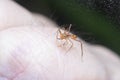 Close shot of castianeira spider