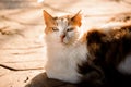 Close shot of the cat laying on the ground Royalty Free Stock Photo