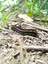 In Close Shot Catterpillar before it became Butterfly