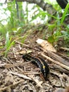 In Close Shot Catterpillar before it became Butterfly