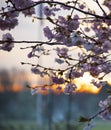 Close shot of Cherry Blossoms on a spring day at sunset