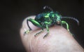 Close shot of the colored frog-legged leaf beetle.