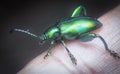 Close shot of the colored frog-legged leaf beetle.