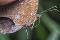 Close shot of the common palmfly butterfly.