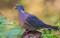 Close shot Common wood pigeon lovely posing on a stump in sweet forest light