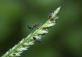 Close shot of crematogaster ants on the weed tip