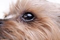 Close shot of a cute Yorkshire Terrier`s eye