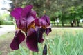 Close shot of dark purple flower of bearded iris in May