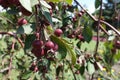 Close shot of dark red crab apples in June