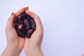 woman holding date palm isolated on a white background.Hand full of dates.