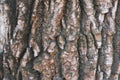 Close shot of deeply fissured poplar bark