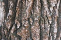 Close shot of deeply fissured poplar bark Royalty Free Stock Photo