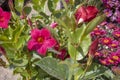 Close shot of Dipladenia sanderi plant.