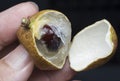 Close shot of the ripe brown sweet longan fruit