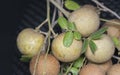 Close shot of the ripe brown sweet longan fruit