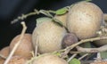 Close shot of the ripe brown sweet longan fruit