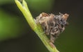Close shot of the dried leaf bagworm moth larvae Royalty Free Stock Photo