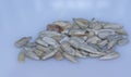 Close shot of the edible peeled sunflower seeds Royalty Free Stock Photo