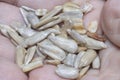 Close shot of the edible peeled sunflower seeds Royalty Free Stock Photo