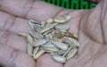 Close shot of the edible peeled sunflower seeds Royalty Free Stock Photo