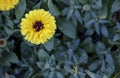 Close shot of English marigold flower. Close up and blurred background Royalty Free Stock Photo