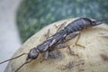 Female earwig dermaptera insect on lancium parasiticum fruit Royalty Free Stock Photo