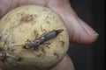 Female earwig dermaptera insect on lancium parasiticum fruit Royalty Free Stock Photo