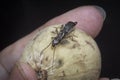 Female earwig dermaptera insect on lancium parasiticum fruit Royalty Free Stock Photo