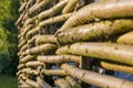 Close shot of a fence made of twigs found often in United Kingdom as a soft and natural garden fencing Royalty Free Stock Photo