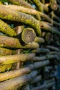 Close shot of a fence made of twigs found often in United Kingdom as a soft and natural garden fencing Royalty Free Stock Photo