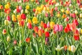 Close shot of field of colorful tulips Royalty Free Stock Photo