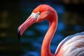 close shot of a flamingos curved beak