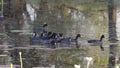 close shot of a flock of eurasian coots at marlgu billabong