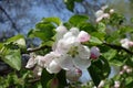 Close shot of flower and buds of apple in April Royalty Free Stock Photo