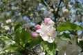 Close shot of flower and buds of apple in mid April Royalty Free Stock Photo