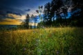 Close shot of flowers in a grassy field near trees under a blue cloudy sky Royalty Free Stock Photo