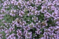 Close shot of flowers of Thymus praecox Royalty Free Stock Photo