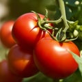 A close shot of a fresh tomatos on a tomato tree tree ai generative illustration