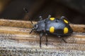 close shot of the fungus beetle Royalty Free Stock Photo