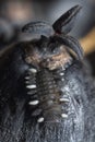 Close shot of the fungus beetle larvae. Royalty Free Stock Photo