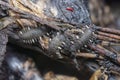 Close shot of the fungus beetle larvae. Royalty Free Stock Photo